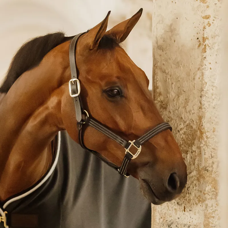 Kentucky Wellington Leather Headcollar - Black-4