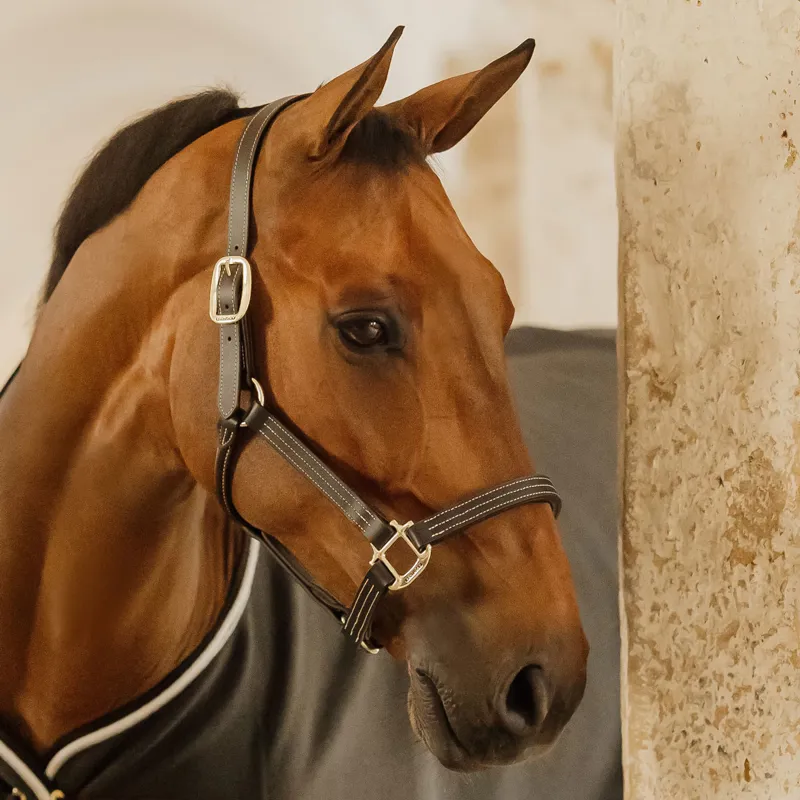 Kentucky Wellington Leather Headcollar - Black-5