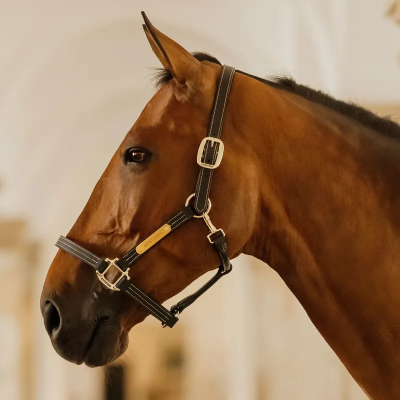 Kentucky Wellington Leather Headcollar - Black-1