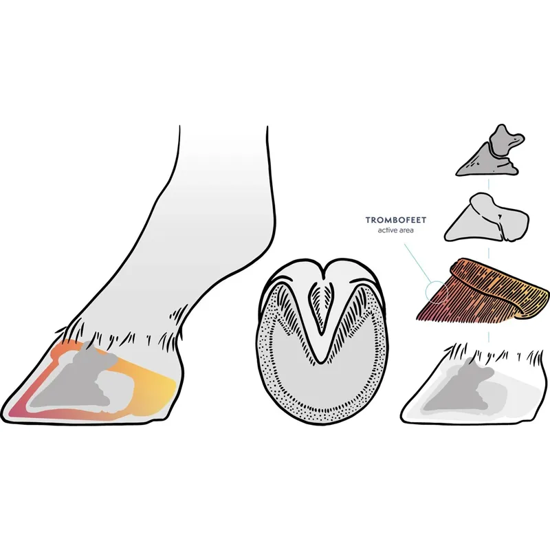 Alsvid Pharma Bv Trombofeet Hoof Care Oral Paste-3