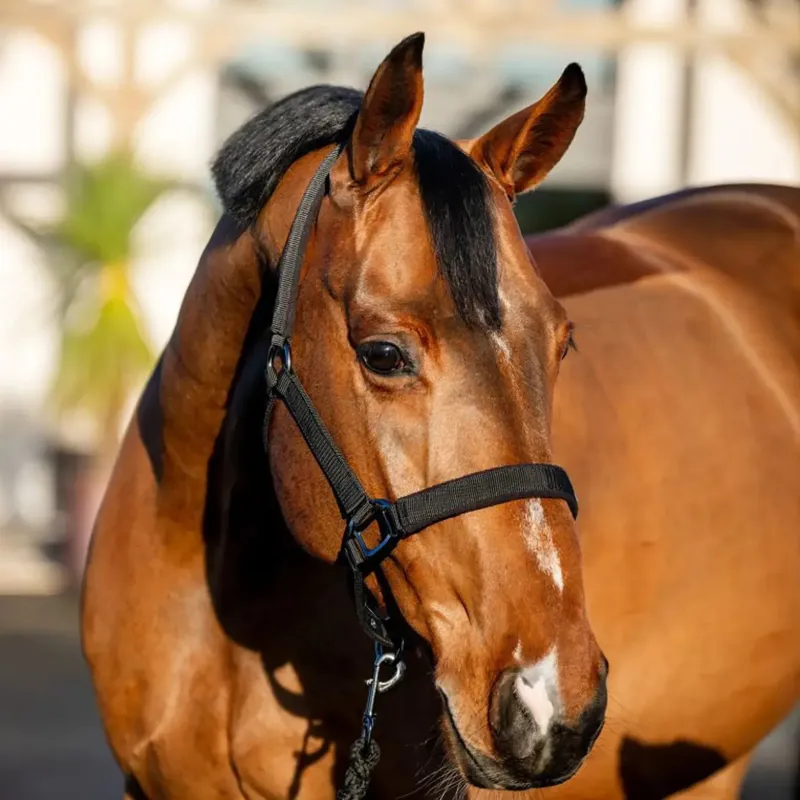 Amigo Headcollar and Lead Rope Set - Black-4