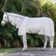 Amigo Integrated Combo Neck Fly Rug - Silver/Titanium/Grey