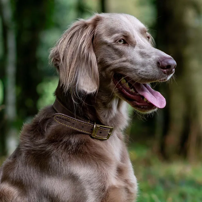 Ancol Timberwolf Leather Dog Collar - Sable-1