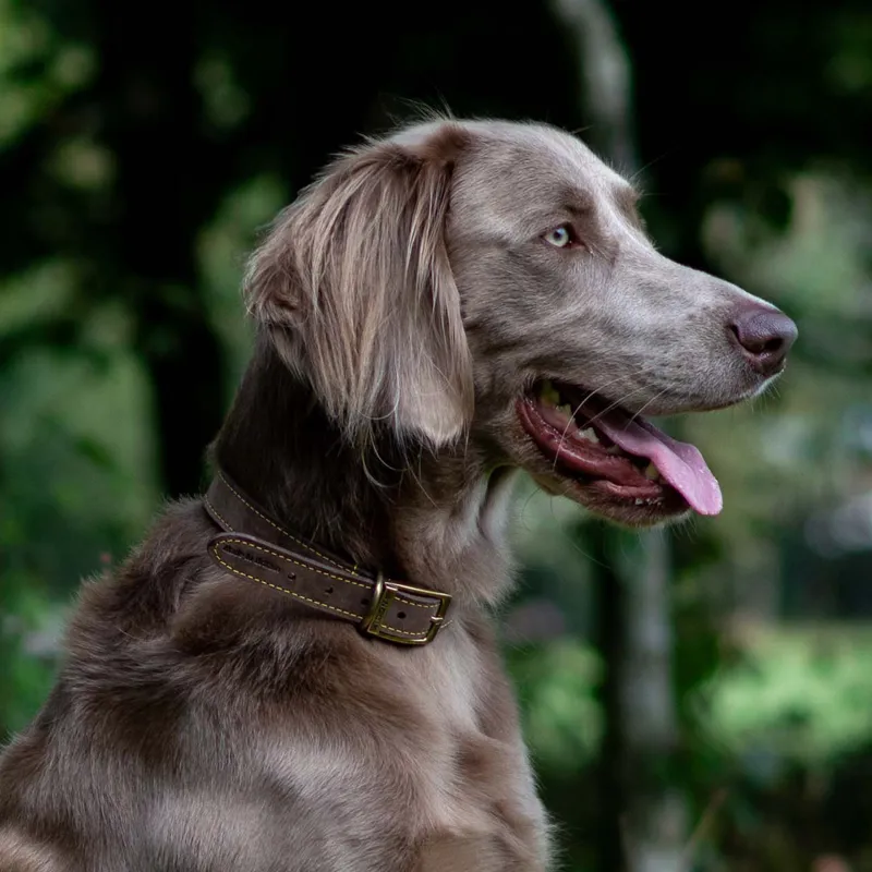 Ancol Timberwolf Leather Dog Collar - Sable-3