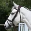 Antares Precision Comfort Noseband Bridle - Brown