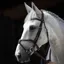 Antares Origin Grackle Bridle - Brown