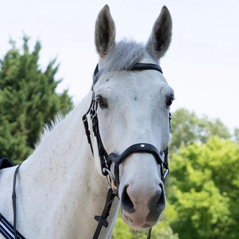 Antares Precision Y Noseband Bridle - Black-2