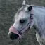 Aztec Diamond Panel Headcollar - Pink Pre-Order