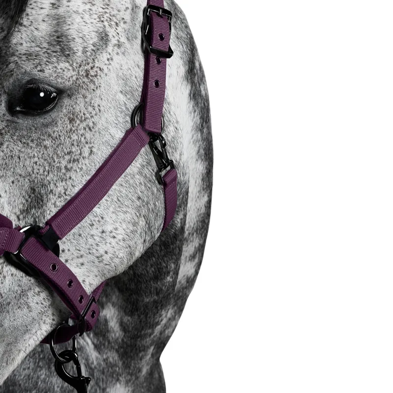 Aztec Diamond Panel Headcollar - Plum-2