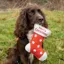 Benji and Flo Christmas Dog Toy - Stocking