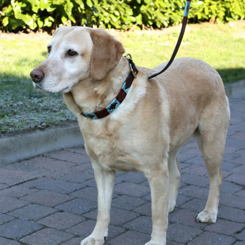 Benji and Flo Sublime Polo Leather Dog Lead - Aqua/Fig-1