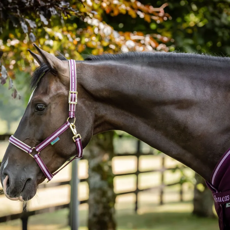 Bucas Dublin Headcollar - Blackberry-1