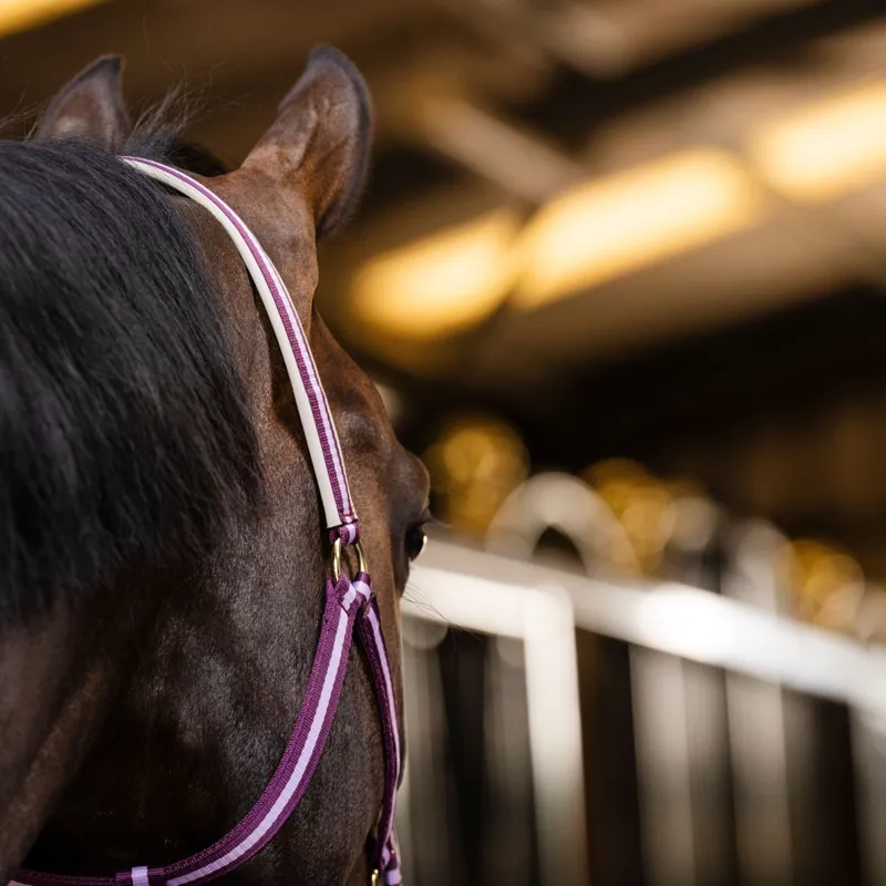 Bucas Dublin Headcollar - Blackberry-2