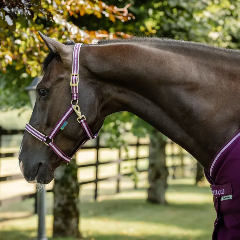 Bucas Dublin Headcollar - Blackberry-3