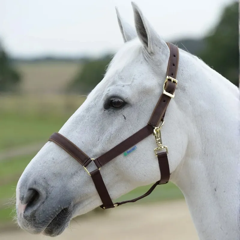 Bucas Dublin Foal Headcollar - Brown/Brown-1