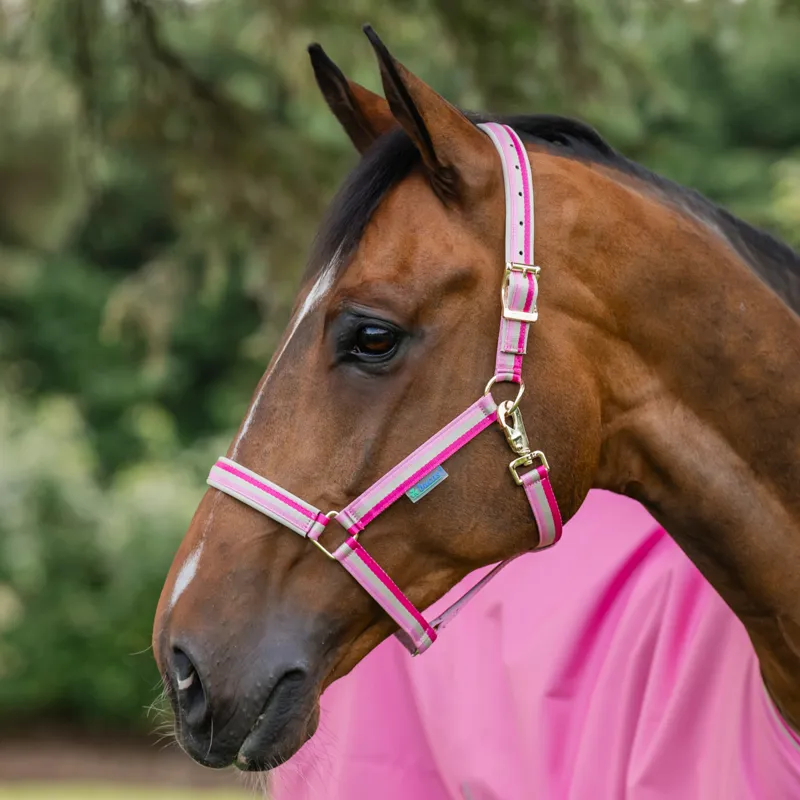 Bucas Dublin Headcollar - Aurora Pink Pre-Order