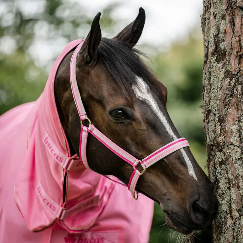 Bucas Dublin Headcollar - Aurora Pink Pre-Order-1