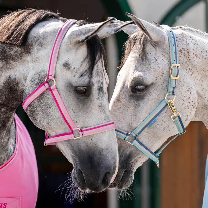 Bucas Dublin Headcollar - Turquoise Pre-Order-3