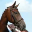 Collegiate Syntovia+ Padded Raised Flash Bridle - Brown