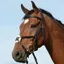 Collegiate Syntovia+ Padded Raised Grackle Bridle - Black