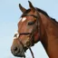 Collegiate Syntovia+ Padded Raised Grackle Bridle - Brown