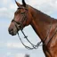 Collegiate Syntovia+ Plain Flat Running Martingale - Black