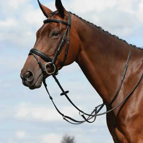Black Leather Martingale, Size: Shetland Pony To XXL at best price in Black Leather Martingale, Size: Shetland Pony To XXL at best price in