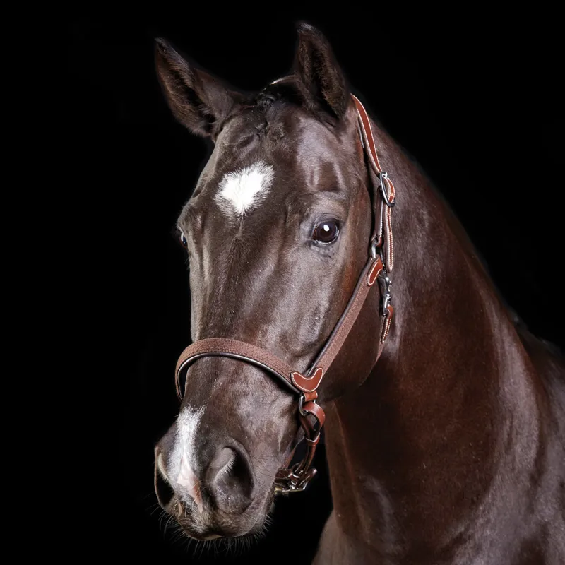 Collegiate ComFiTec Leather Headcollar - Brown