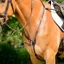 Collegiate ComFiTec Opulux 3-Point Padded Raised Breastplate - Brown