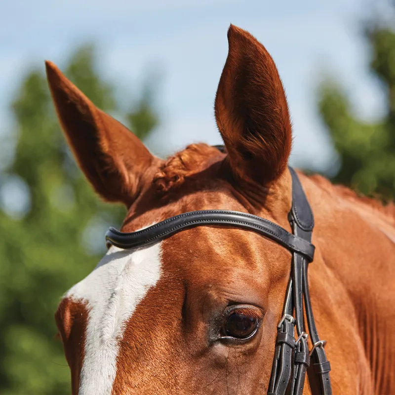 Collegiate ComFiTec Opulux Leather Grackle Bridle - Black-4