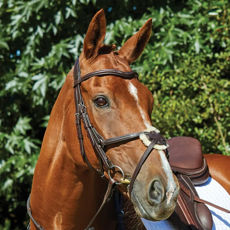 Collegiate ComFiTec Grackle Bridle - Brown-1