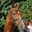 Collegiate ComFiTec Grackle Bridle - Brown