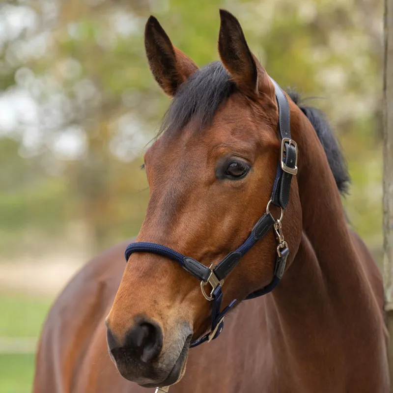 Covalliero Cordano Lux Headcollar - Dark Navy-1