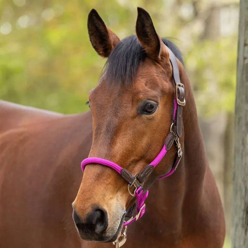 Covalliero Cordano Lux Headcollar - Light Berry-1