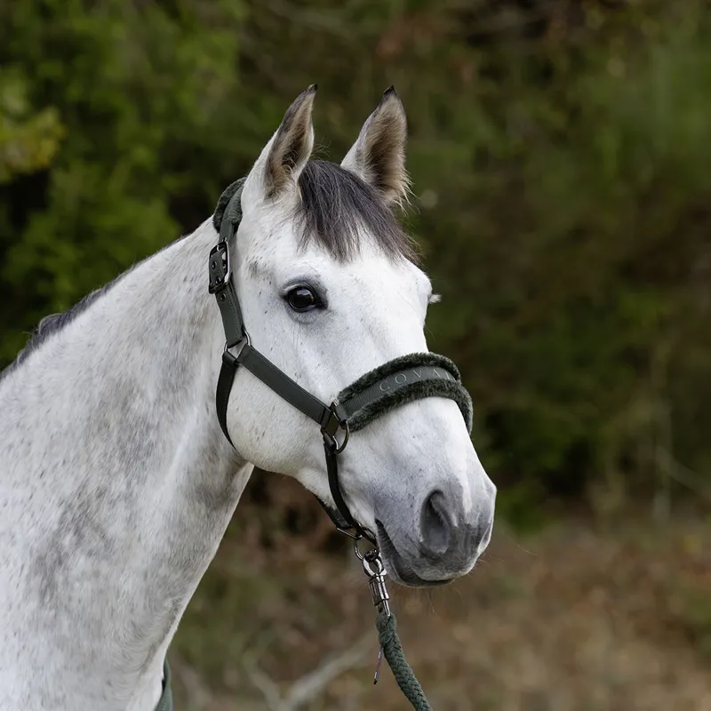 Covalliero Padded Headcollar - Opal Green-7