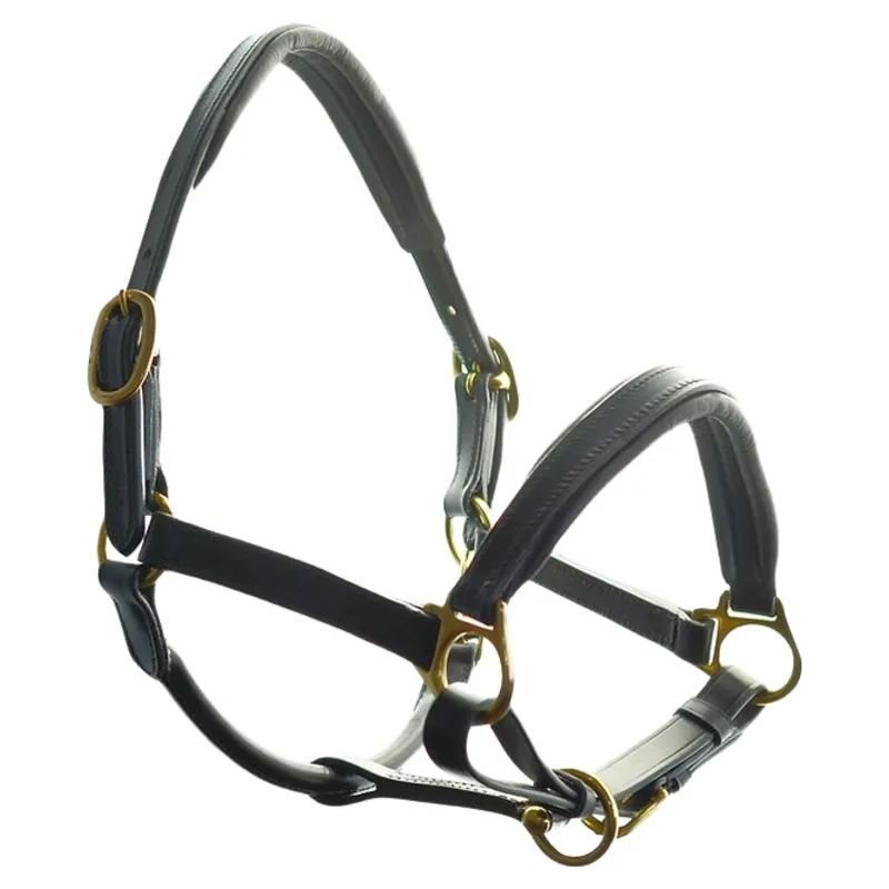 Dever Ascot Padded Leather Headcollar - Black