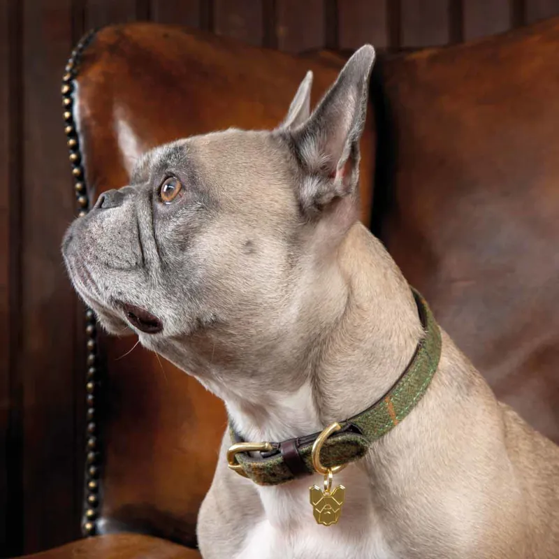 Digby and Fox Tweed Dog Collar - Red/Yellow/Blue Check-1