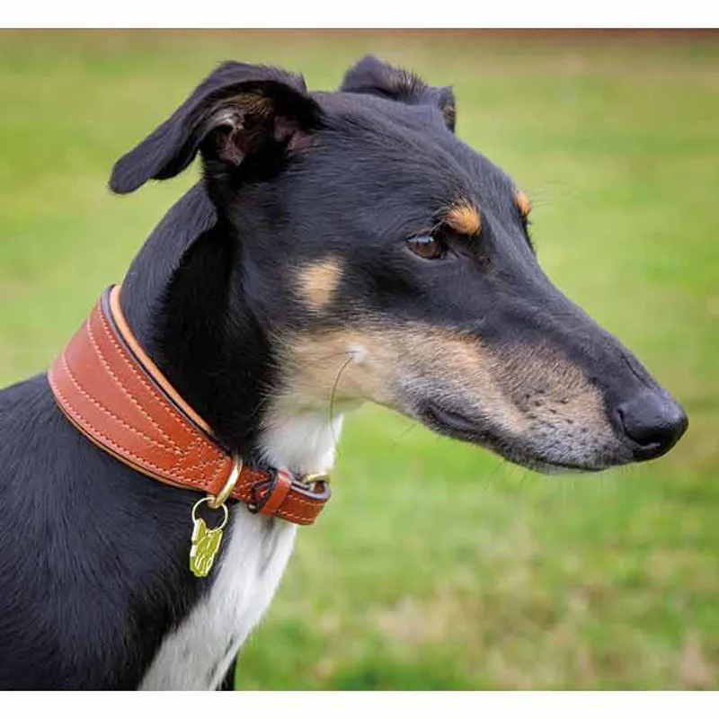 Digby and Fox Padded Greyhound Collar - Tan-1
