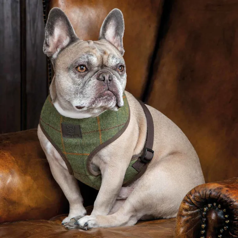 Digby and Fox Tweed Dog Harness - Red/Yellow/Blue Check