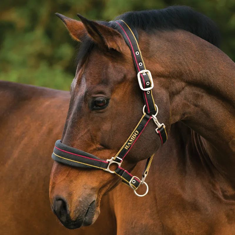 Rambo Padded Headcollar - Whitney Stripe Gold