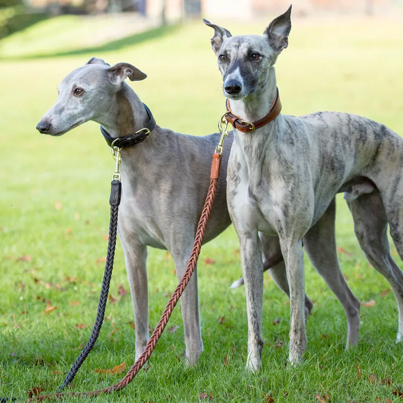 Digby and Fox Padded Greyhound Collar - Black-2