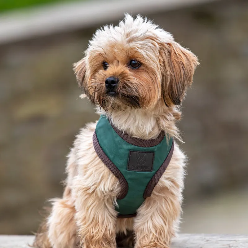 Digby and Fox Heritage Dog Harness - Forest-1