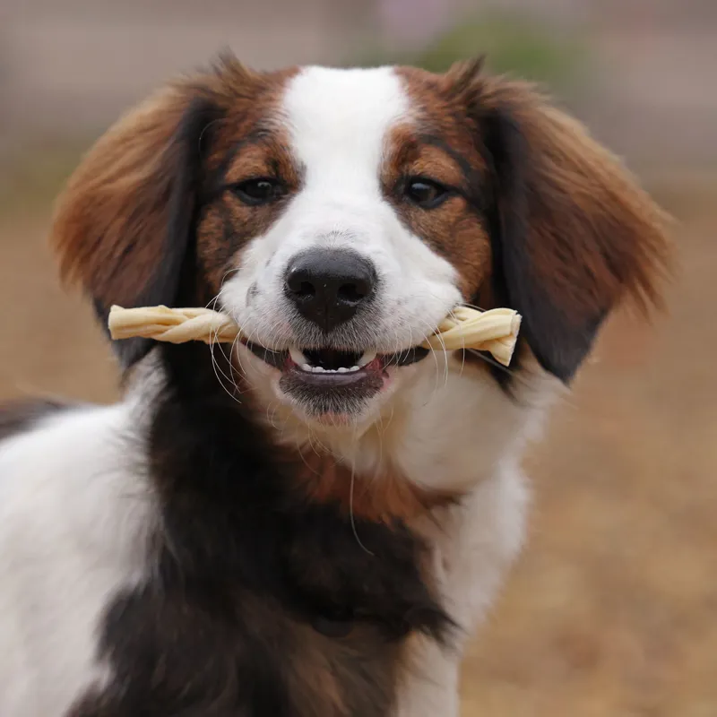 Digby and Fox Braided Lamb Skin for Dogs-1