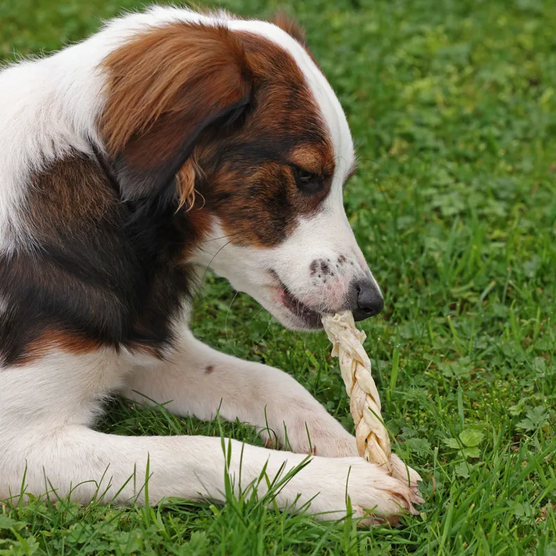 Digby and Fox Braided Lamb Skin for Dogs-2