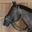 Kentucky Dy'On Working Motion Bridle - Black