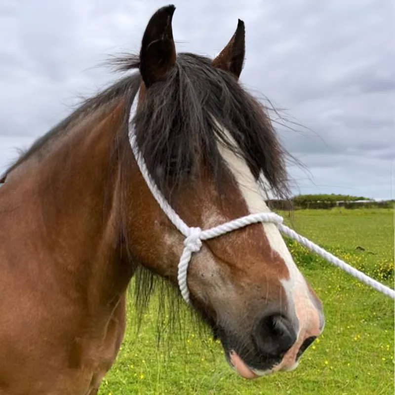 Elico Adjustable Rope Show Halter - White-1