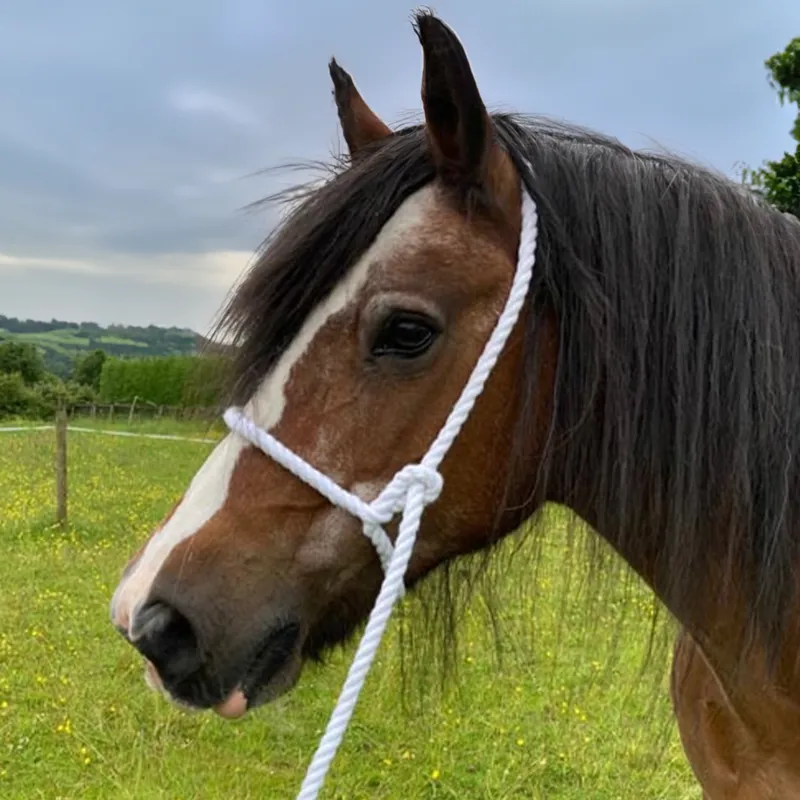 Elico Adjustable Rope Show Halter - White