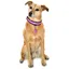 Equisafety Flashing Dog Collar - Pink