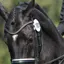 Equetech Bridle Number Holders Pair - White