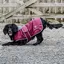 EQUIDRY Waterproof Dog Coat - Plum/Grey